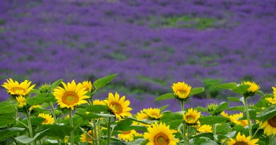 Flowers Ahead! Alivia Hancock (Iwate) Lavenders and sunflowers in Furano, Hokkaido.