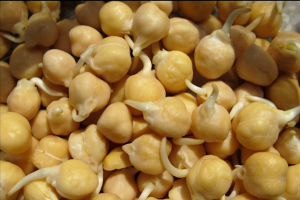 Sprouted chickpeas