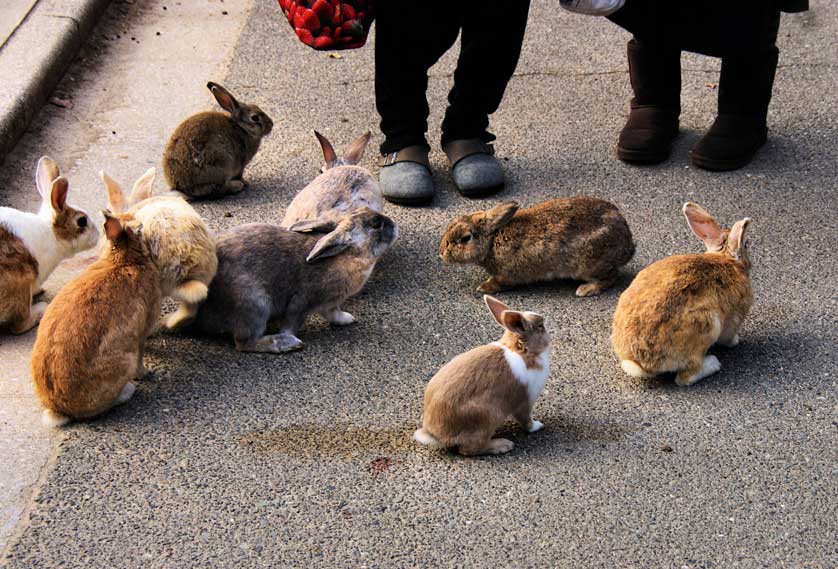 A picture of rabbits at Okunoshima.