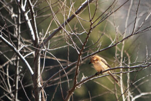 picture a small bird called the bull-headed shrike