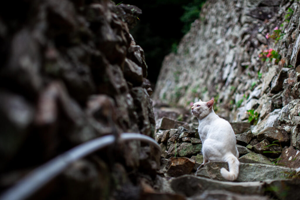A wild cat sits amongst stones.