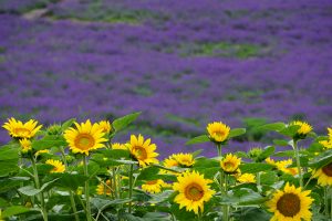 Alivia Hancock (Iwate) Lavenders and sunflowers in Furano, Hokkaido.