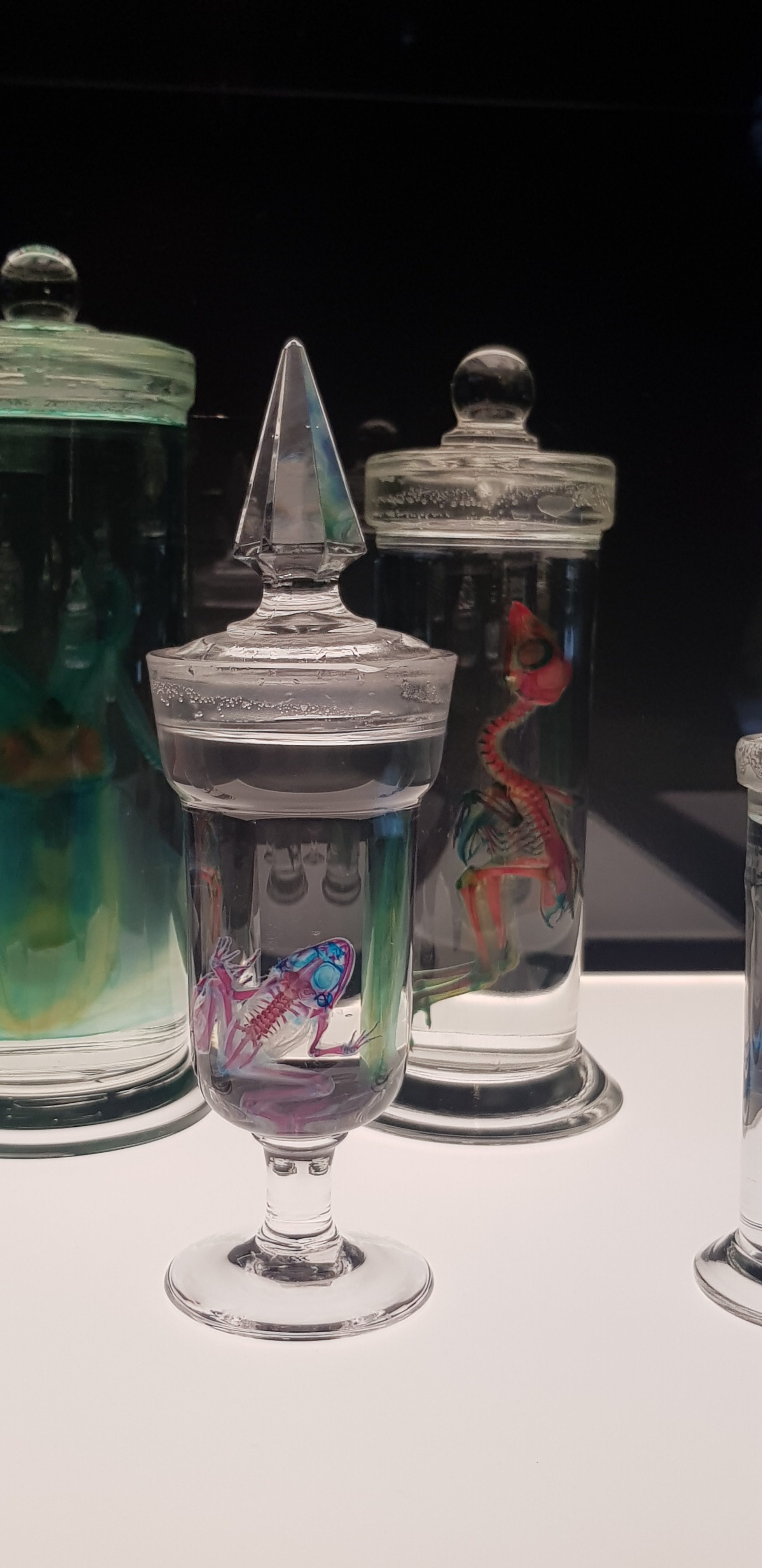 ”New World Transparent Specimens” by Iori Tomita